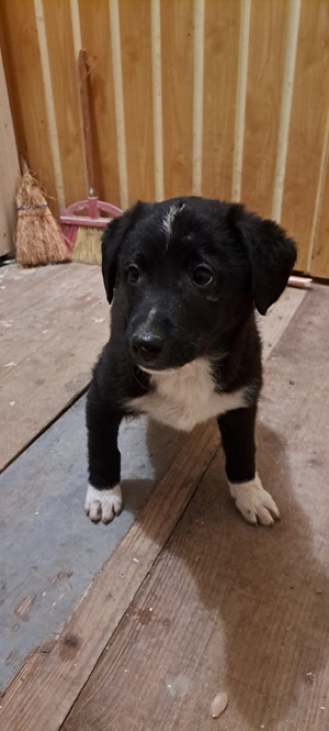 Ringo