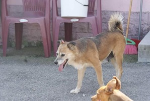 Frieda