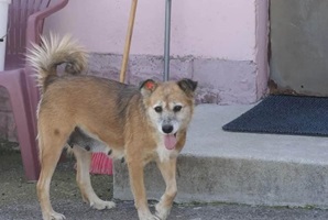 Frieda