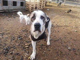 Fiona
