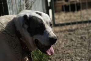 Fiona