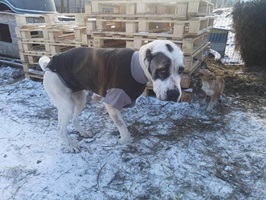 Fiona
