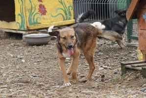 Boris