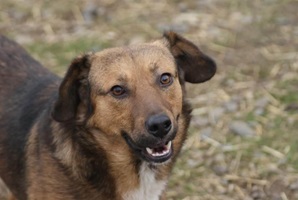 Boris