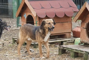 Boris