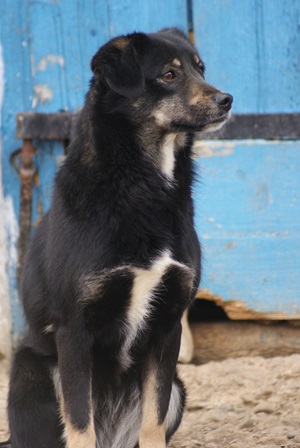 Lilya