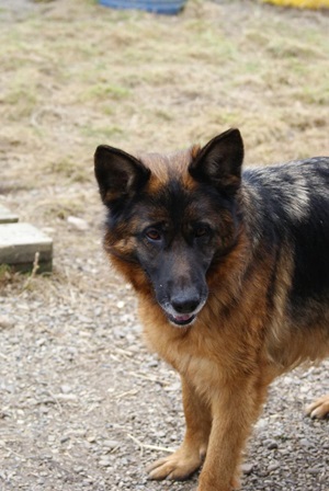 Heidi