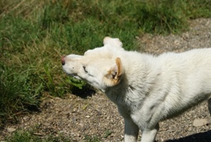 Bujor