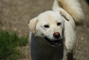 Bujor
