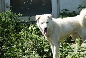 Bujor