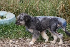 Azorel