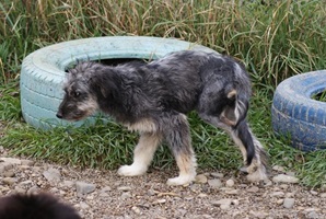Azorel