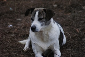 Barry