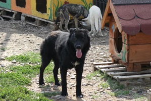 Hector