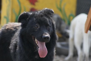 Hector