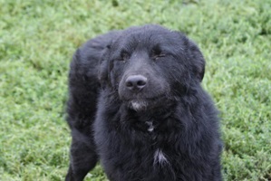 Hector