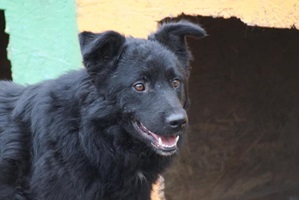 Hector