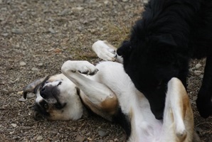 Hector