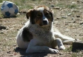 Amira