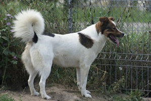 Amira