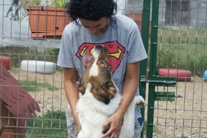 Amira