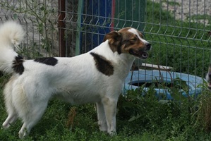 Amira