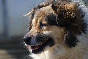 Franklin