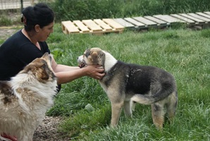 Trica