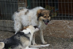 Trica