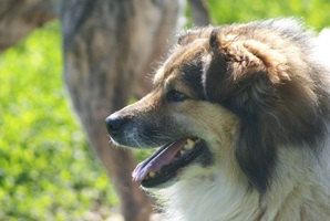 Franklin