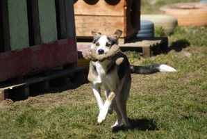 Trica
