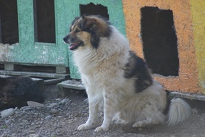 Franklin