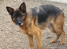 Heidi