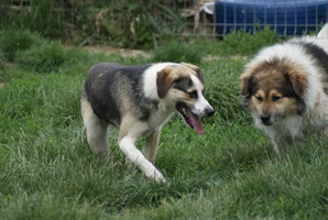 Trica