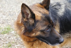 Heidi
