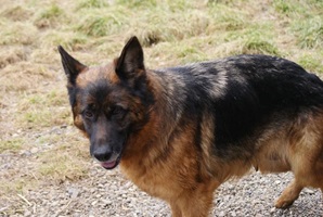 Heidi