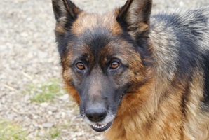 Heidi