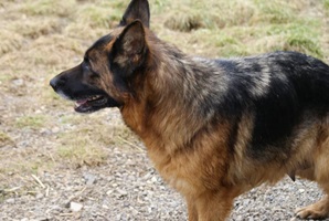 Heidi