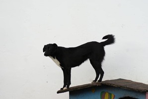 Nisha
