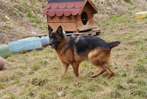 Heidi