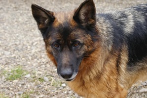 Heidi