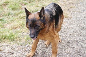 Heidi