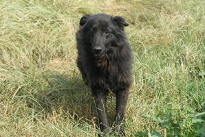 Andrei