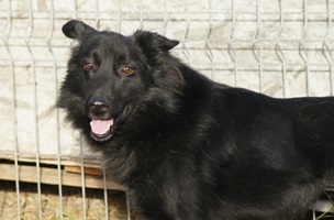 Andrei