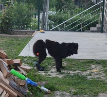 Andrei