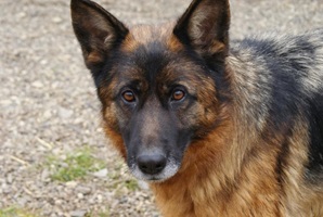 Heidi
