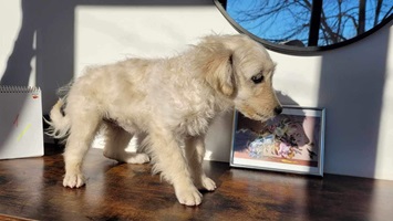 Suki