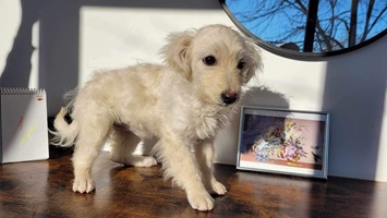 Suki