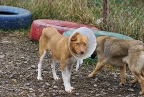 Poncho