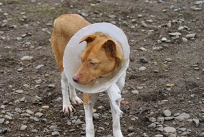 Poncho